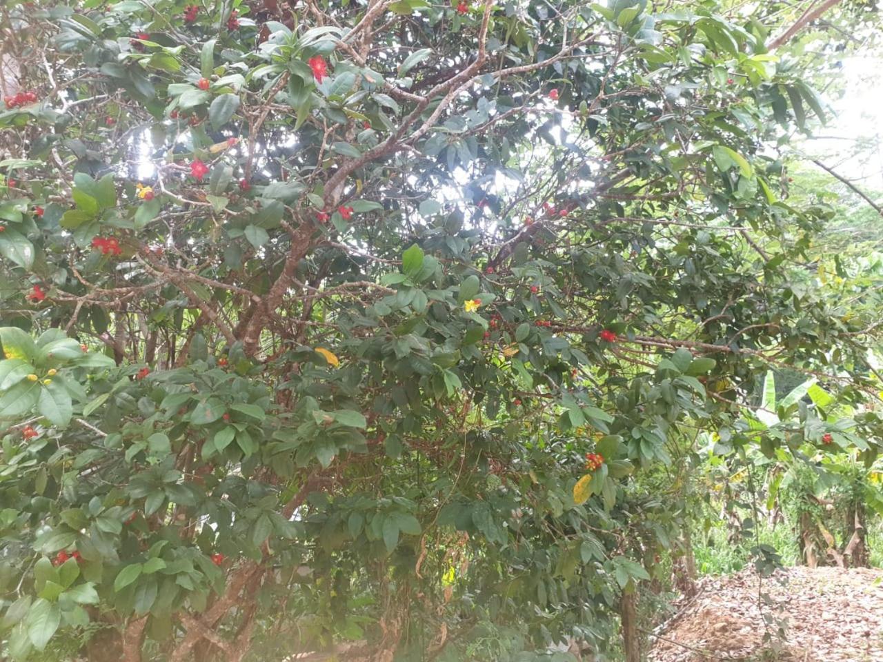 Dillenia Canopy Mirissa Buitenkant foto