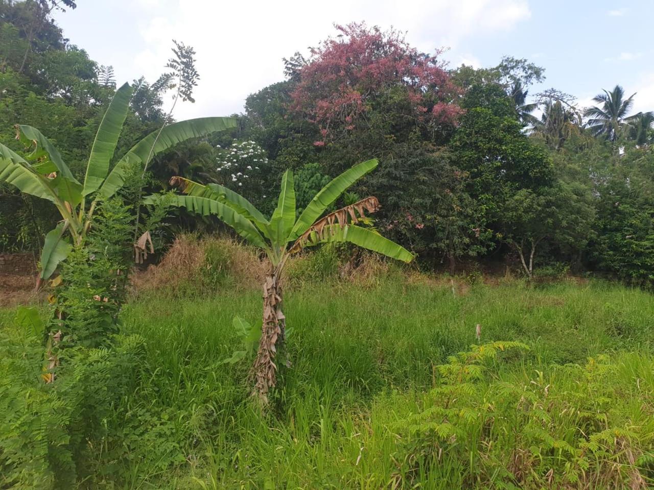 Dillenia Canopy Mirissa Buitenkant foto